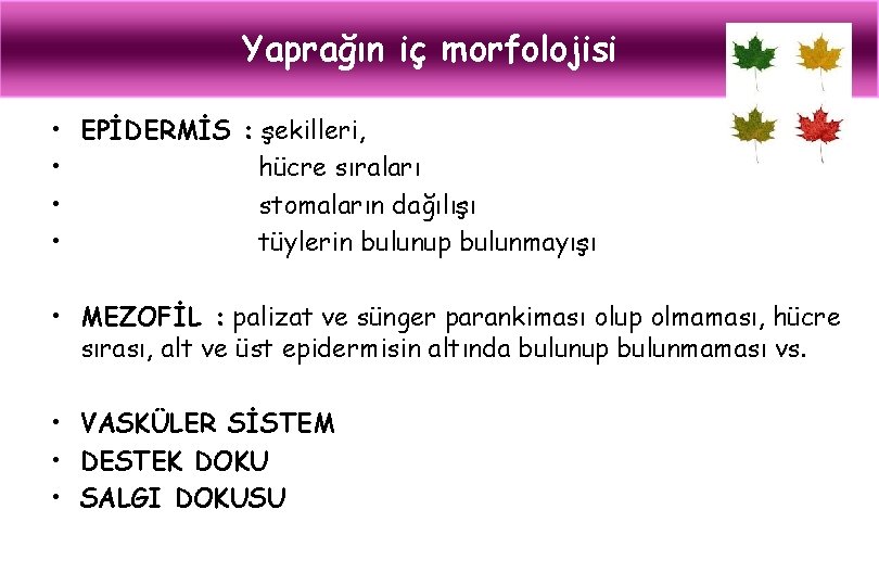 Yaprağın iç morfolojisi • EPİDERMİS : şekilleri, • hücre sıraları • stomaların dağılışı •