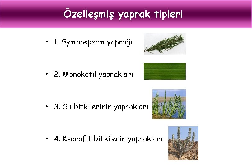 Özelleşmiş yaprak tipleri • 1. Gymnosperm yaprağı • 2. Monokotil yaprakları • 3. Su