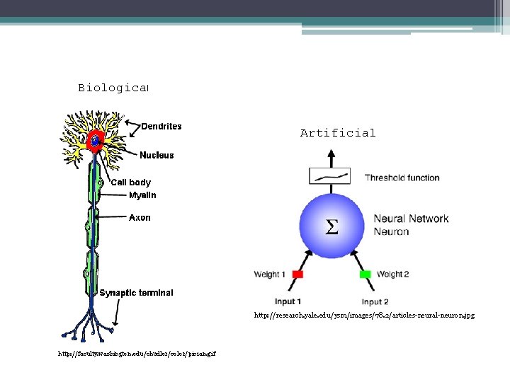 Neurons Biological Artificial http: //research. yale. edu/ysm/images/78. 2/articles-neural-neuron. jpg http: //faculty. washington. edu/chudler/color/pic 1