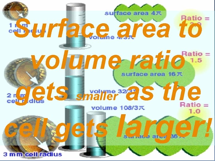 Surface area to volume ratio gets smaller as the cell gets larger! 