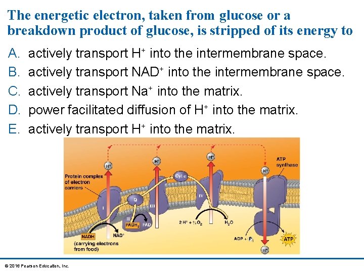 The energetic electron, taken from glucose or a breakdown product of glucose, is stripped