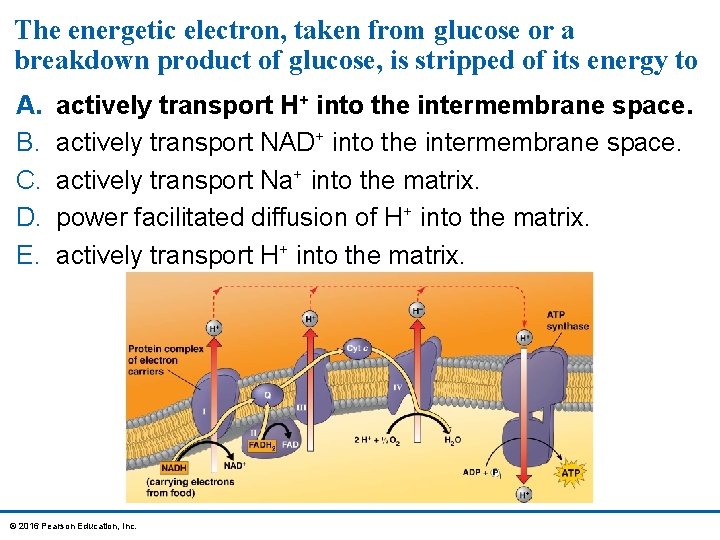 The energetic electron, taken from glucose or a breakdown product of glucose, is stripped