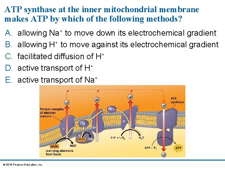 ATP synthase at the inner mitochondrial membrane makes ATP by which of the following