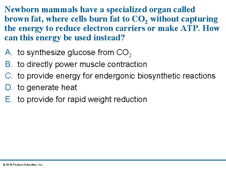 Newborn mammals have a specialized organ called brown fat, where cells burn fat to