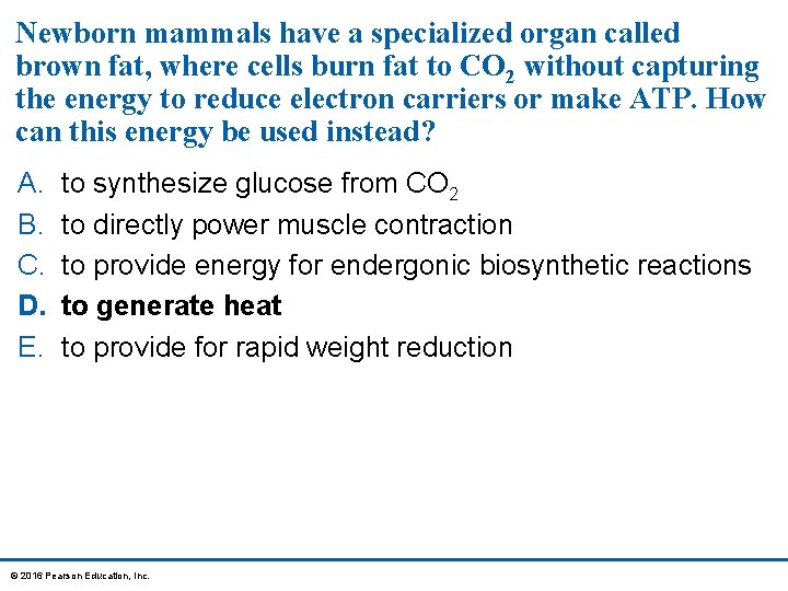 Newborn mammals have a specialized organ called brown fat, where cells burn fat to