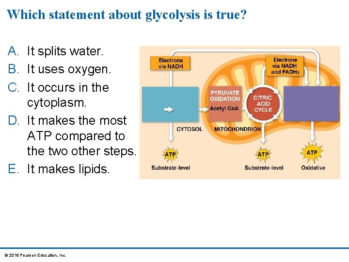 Which statement about glycolysis is true? A. It splits water. B. It uses oxygen.