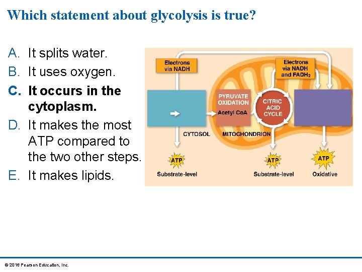 Which statement about glycolysis is true? A. It splits water. B. It uses oxygen.