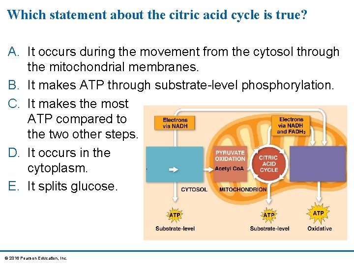 Which statement about the citric acid cycle is true? A. It occurs during the