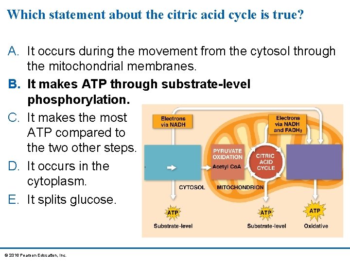 Which statement about the citric acid cycle is true? A. It occurs during the