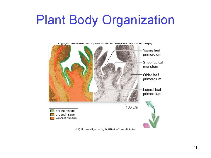 Plant Body Organization 10 