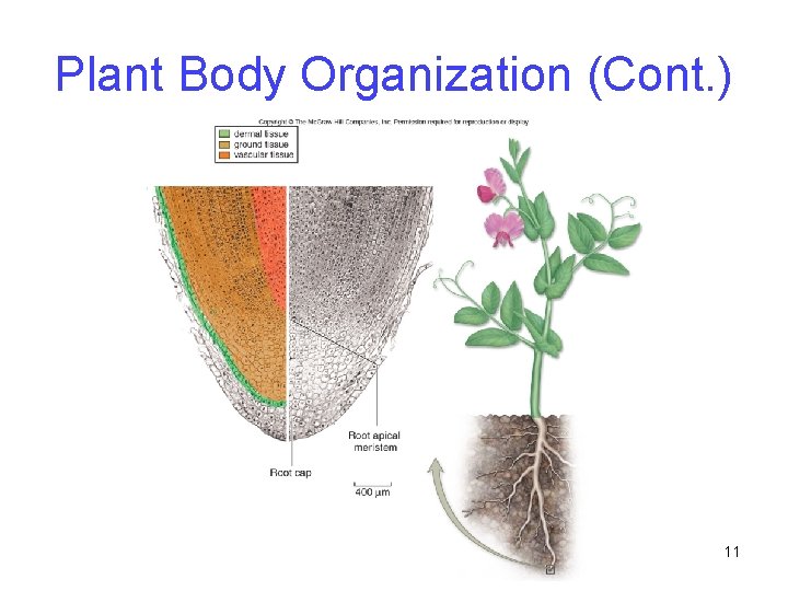 Plant Body Organization (Cont. ) 11 