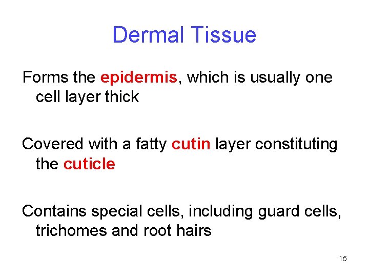 Dermal Tissue Forms the epidermis, which is usually one cell layer thick Covered with