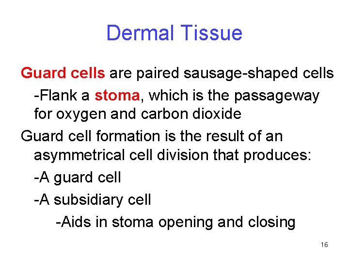 Dermal Tissue Guard cells are paired sausage-shaped cells -Flank a stoma, which is the