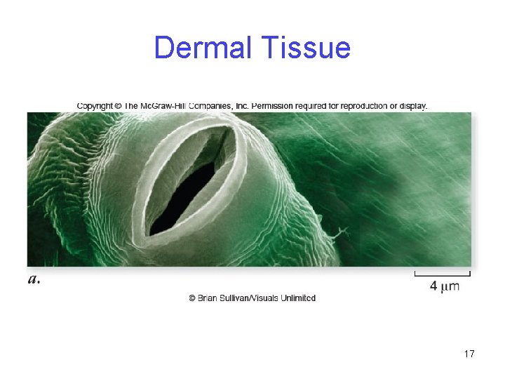 Dermal Tissue 17 