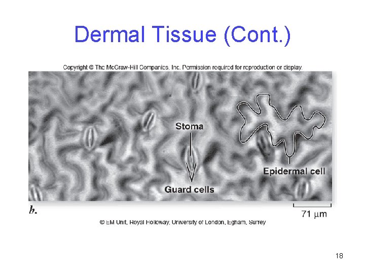 Dermal Tissue (Cont. ) 18 