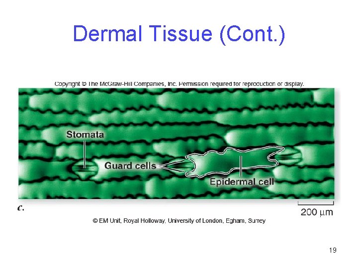 Dermal Tissue (Cont. ) 19 