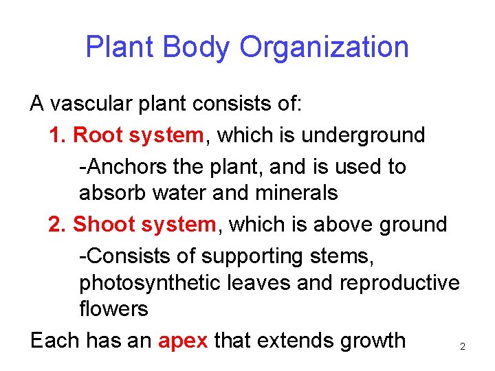 Plant Body Organization A vascular plant consists of: 1. Root system, which is underground