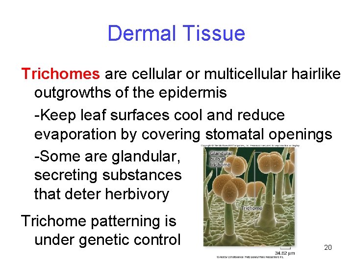 Dermal Tissue Trichomes are cellular or multicellular hairlike outgrowths of the epidermis -Keep leaf