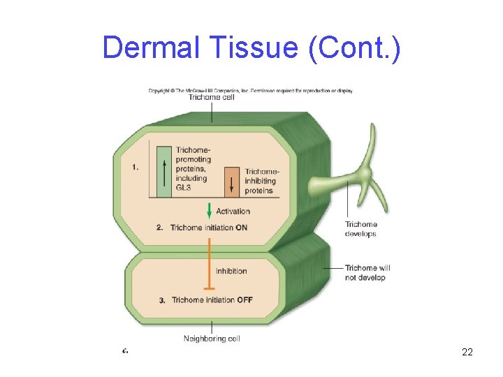 Dermal Tissue (Cont. ) 22 