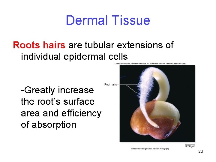 Dermal Tissue Roots hairs are tubular extensions of individual epidermal cells -Greatly increase the