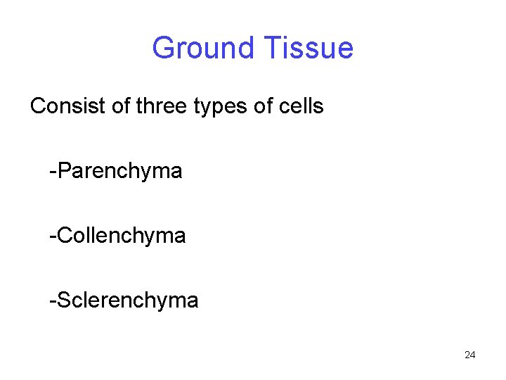 Ground Tissue Consist of three types of cells -Parenchyma -Collenchyma -Sclerenchyma 24 