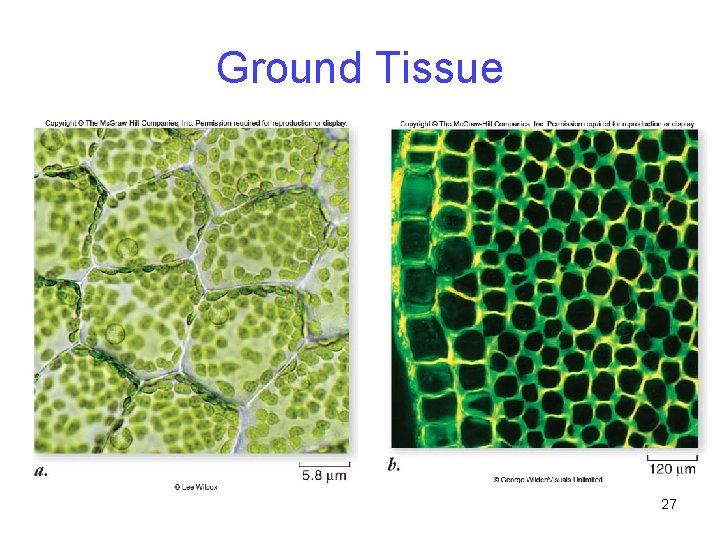 Ground Tissue 27 