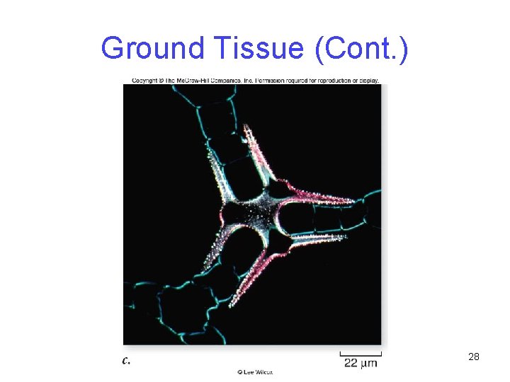 Ground Tissue (Cont. ) 28 