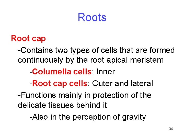 Roots Root cap -Contains two types of cells that are formed continuously by the