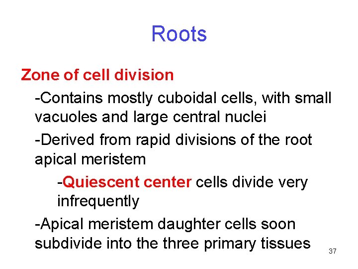 Roots Zone of cell division -Contains mostly cuboidal cells, with small vacuoles and large