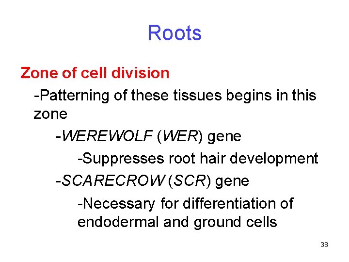 Roots Zone of cell division -Patterning of these tissues begins in this zone -WEREWOLF