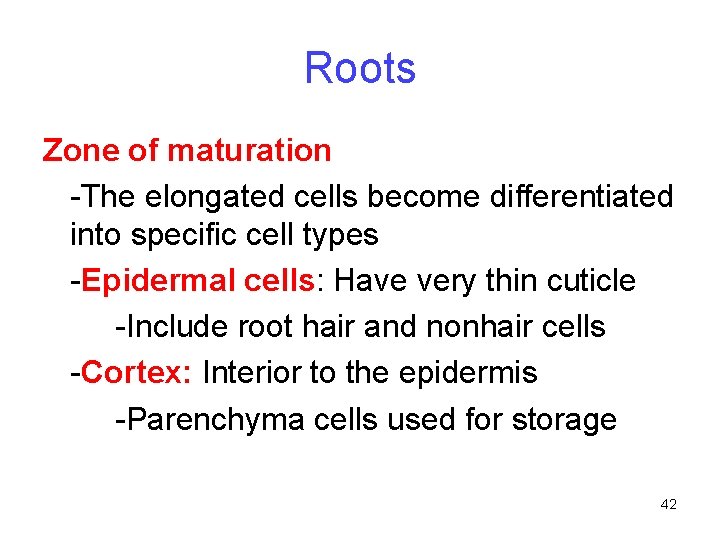 Roots Zone of maturation -The elongated cells become differentiated into specific cell types -Epidermal