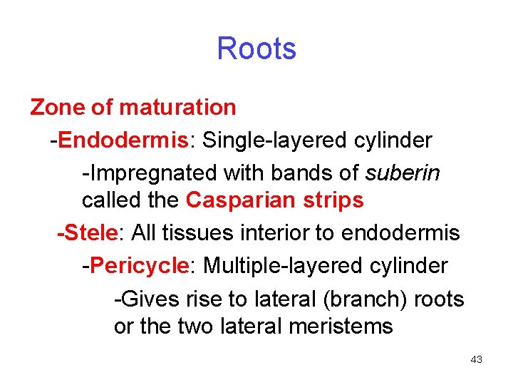 Roots Zone of maturation -Endodermis: Single-layered cylinder -Impregnated with bands of suberin called the