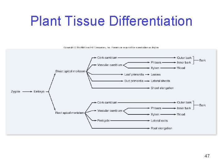 Plant Tissue Differentiation 47 