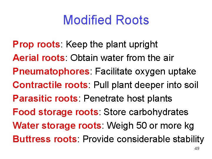 Modified Roots Prop roots: Keep the plant upright Aerial roots: Obtain water from the