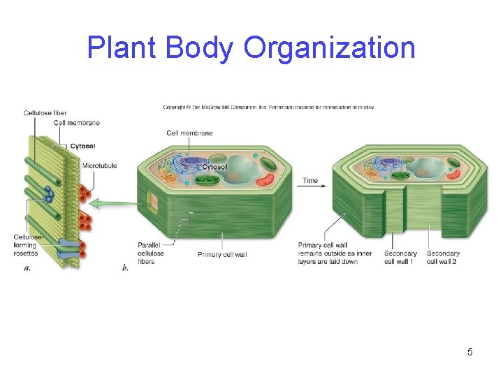 Plant Body Organization 5 
