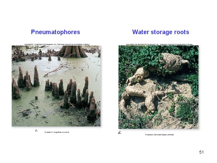 Pneumatophores Water storage roots 51 