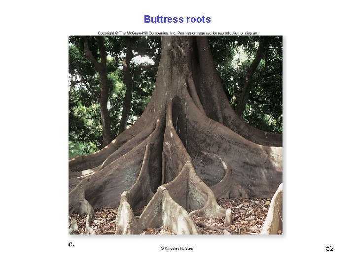Buttress roots 52 