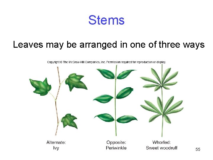 Stems Leaves may be arranged in one of three ways 55 