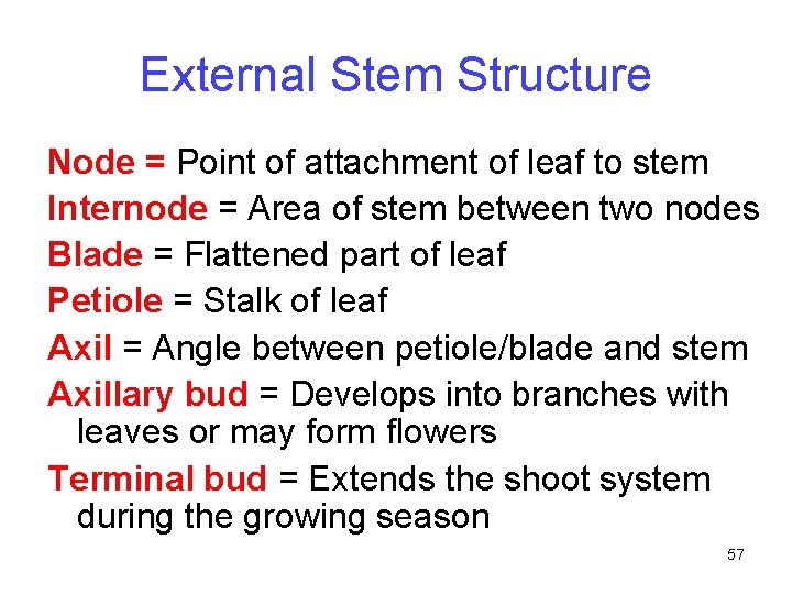 External Stem Structure Node = Point of attachment of leaf to stem Internode =