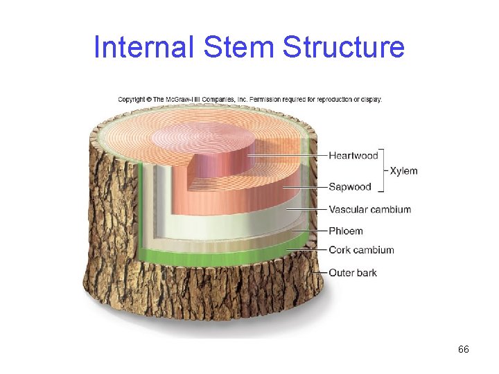 Internal Stem Structure 66 