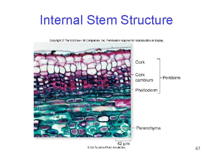 Internal Stem Structure 67 