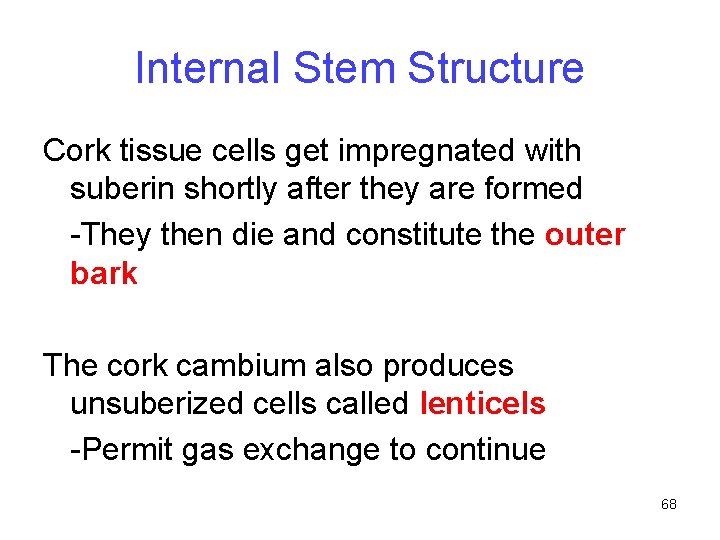 Internal Stem Structure Cork tissue cells get impregnated with suberin shortly after they are