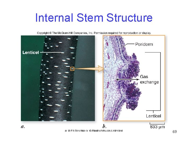 Internal Stem Structure 69 