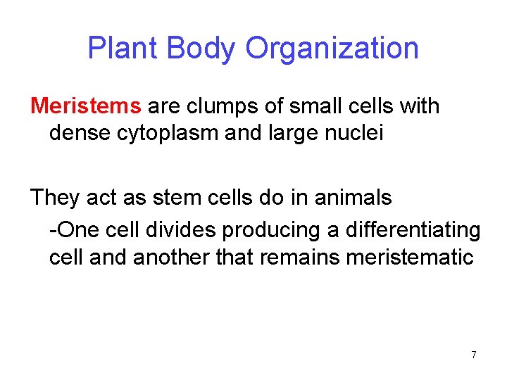 Plant Body Organization Meristems are clumps of small cells with dense cytoplasm and large