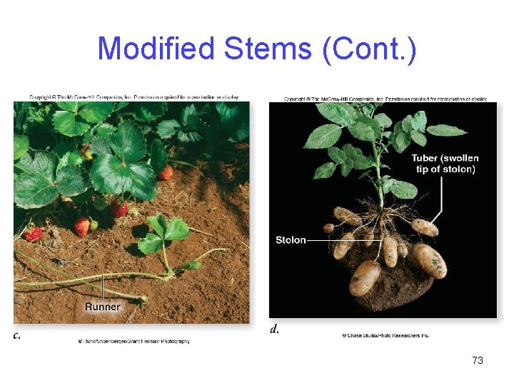 Modified Stems (Cont. ) 73 