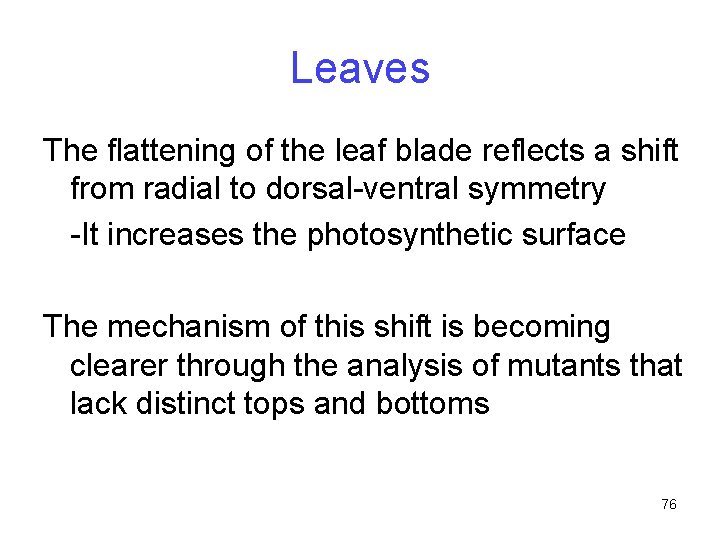 Leaves The flattening of the leaf blade reflects a shift from radial to dorsal-ventral