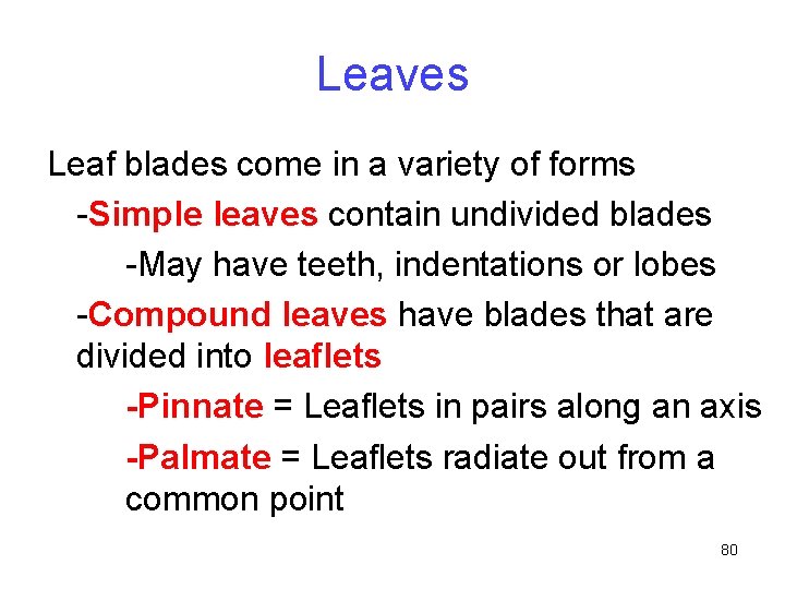 Leaves Leaf blades come in a variety of forms -Simple leaves contain undivided blades