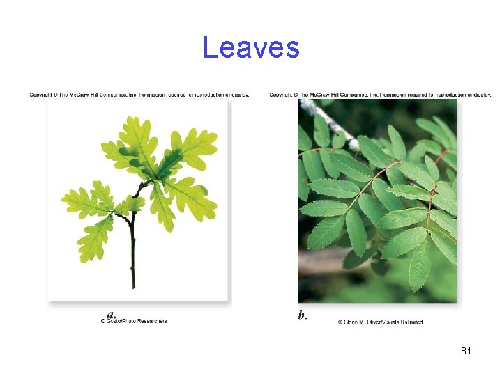 Leaves 81 