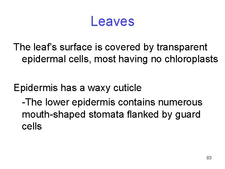 Leaves The leaf’s surface is covered by transparent epidermal cells, most having no chloroplasts