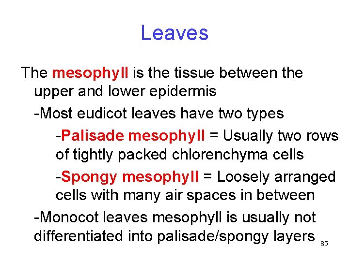 Leaves The mesophyll is the tissue between the upper and lower epidermis -Most eudicot